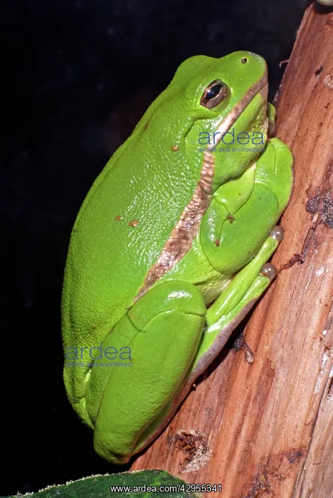 : Green Tree Frog : Green Tree Frog