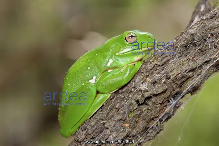 : Green tree frog : Green tree frog