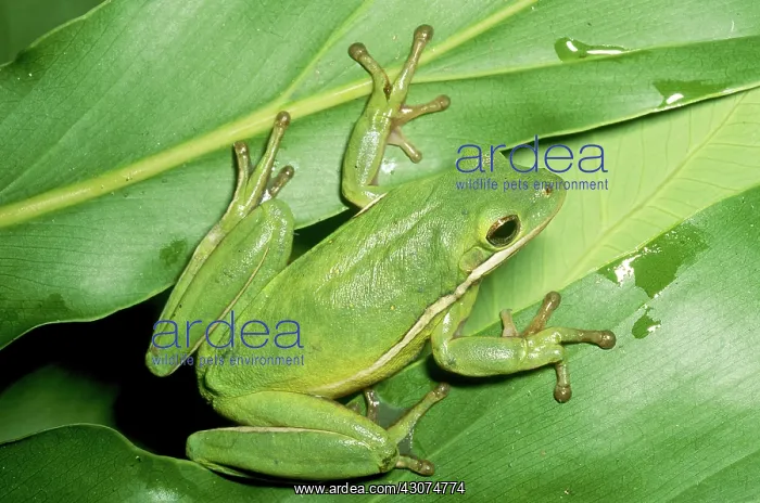 : Green Tree Frog : Green Tree Frog