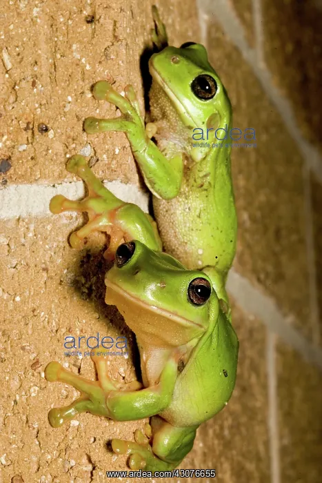 : Green Tree Frog : Green Tree Frog