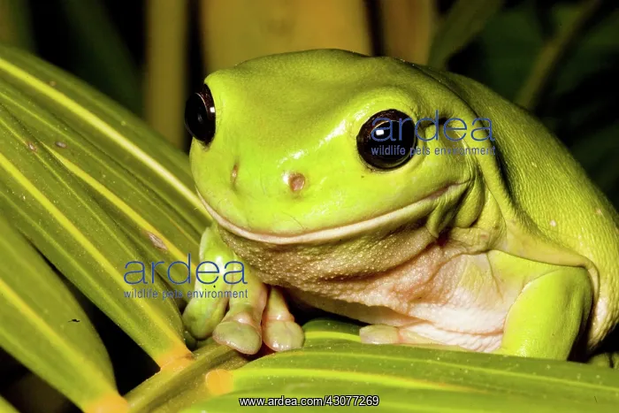  : Green tree frog