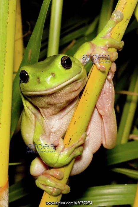 : Green tree frog : Green tree frog