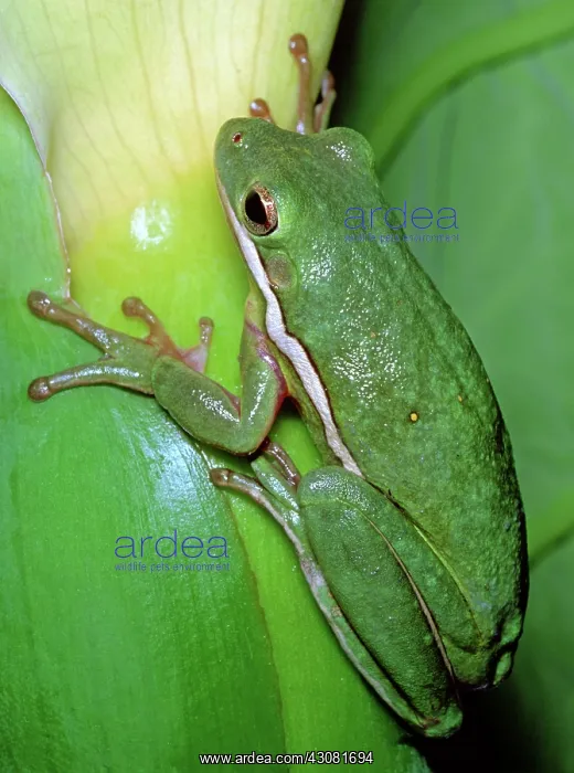 : Green Tree Frog : Green Tree Frog