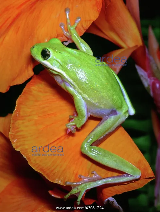 : Green Tree Frog : Green Tree Frog