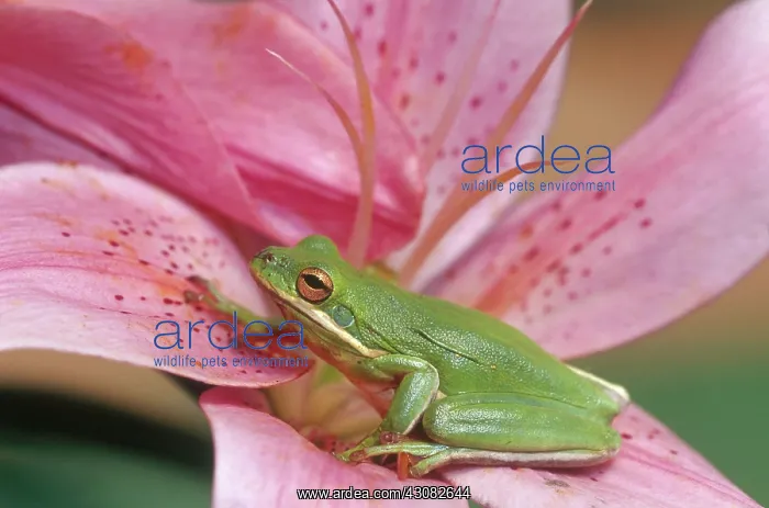 : Green Tree Frog : Green Tree Frog