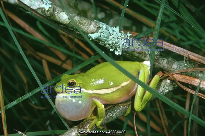 : Green Tree Frog : Green Tree Frog