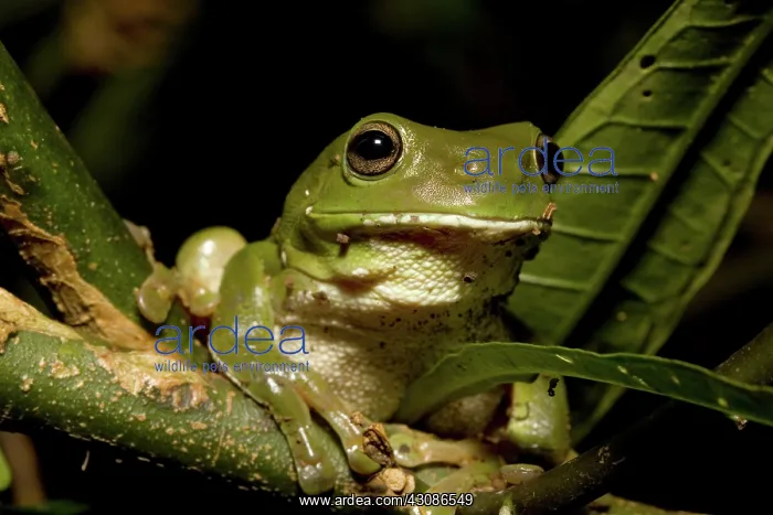 : Green Tree Frog : Green Tree Frog