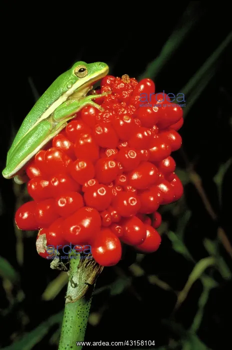 : Green tree frog : Green tree frog