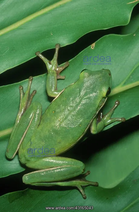 : Green Tree Frog : Green Tree Frog