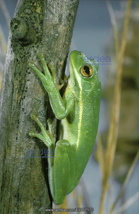 : Green Tree Frog : Green Tree Frog