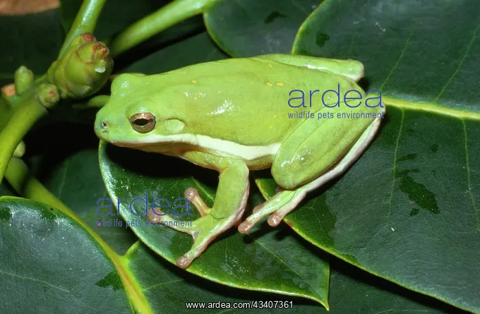 : Green Tree Frog : Green Tree Frog