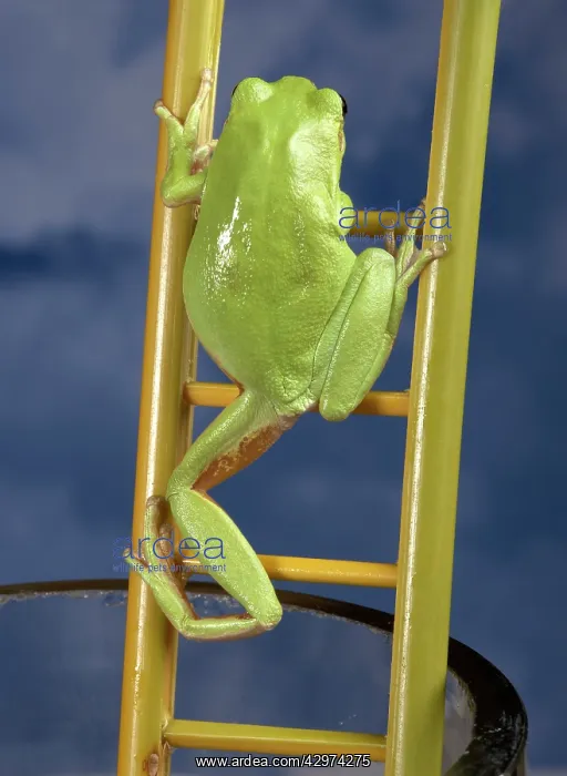 : Green Tree Frog - Climbing on a ladder : Green Tree Frog - Climbing on a ladder