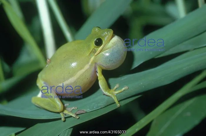 : Green Tree Frog Croaking : Green Tree Frog Croaking