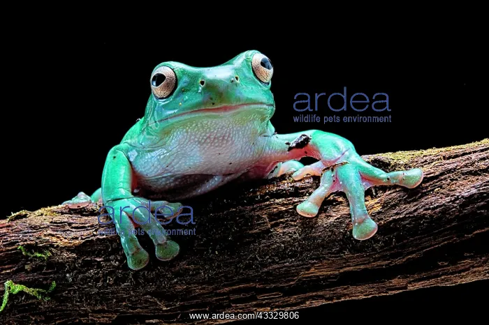 : Green tree frog (Dryopsophus caeruleus ex Lirotia : Green tree frog (Dryopsophus caeruleus ex Lirotia