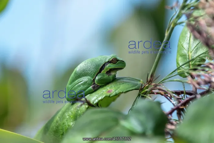 : Green tree frog (Hyla arborea) on a bramble leaf : Green tree frog (Hyla arborea) on a bramble leaf