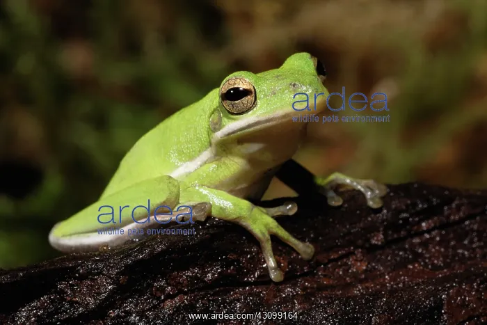 : Green Tree Frog (Hyla cineria) : Green Tree Frog (Hyla cineria)
