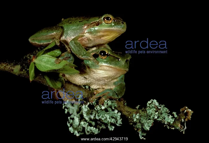 : Green tree frog (Hyla meridionalis) pair. Provence, France : Green tree frog (Hyla meridionalis) pair. Provence, France