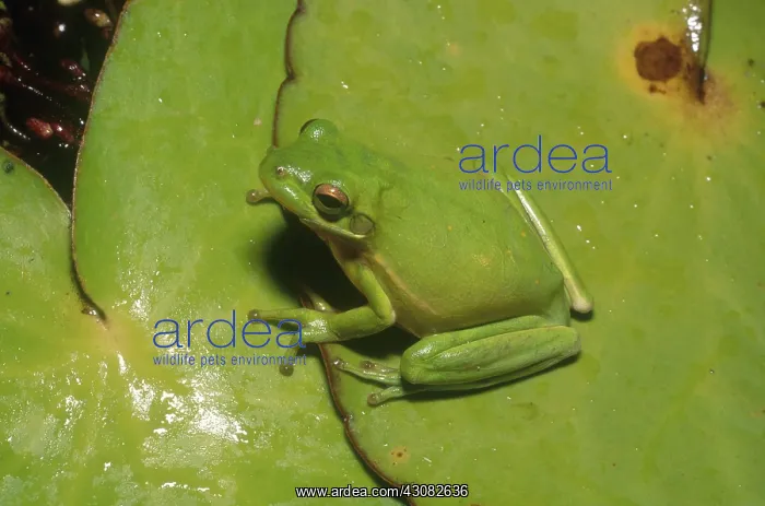 : Green Tree Frog on Lilypads : Green Tree Frog on Lilypads