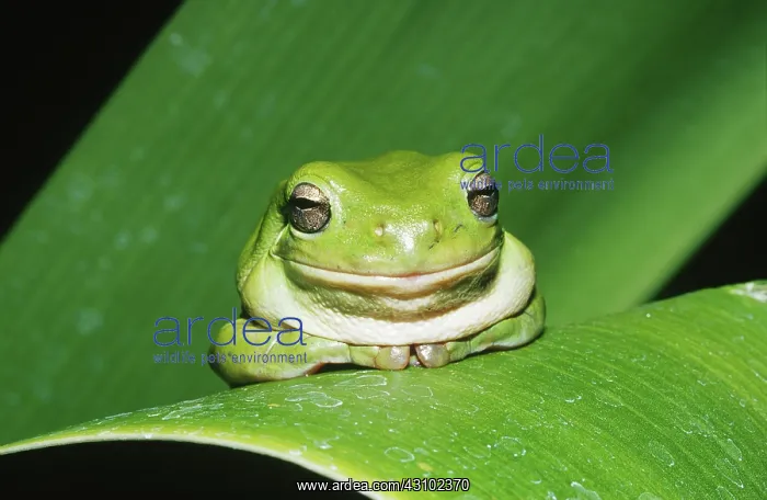 : Green Tree Frog (Litoria caerulea) : Green Tree Frog (Litoria caerulea)