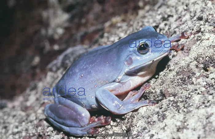 : Green Tree Frog in rare blue color form : Green Tree Frog in rare blue color form