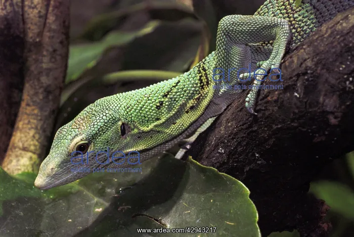 : Green Tree Monitor : Green Tree Monitor