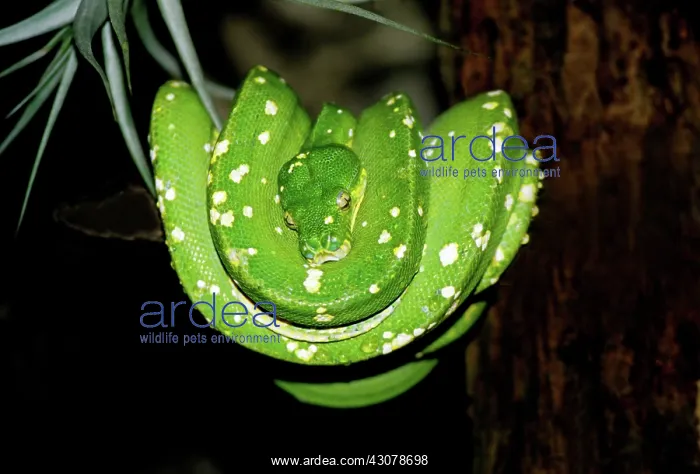 : Green Tree Python : Green Tree Python