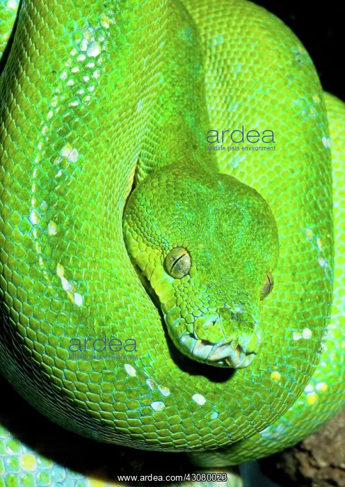 : Green Tree Python : Green Tree Python