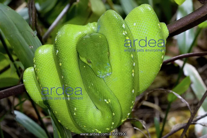 : Green Tree Python : Green Tree Python
