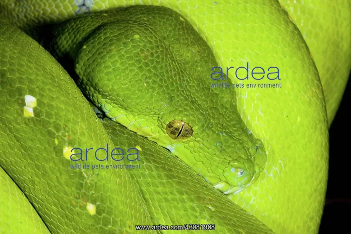 : Green Tree Python : Green Tree Python