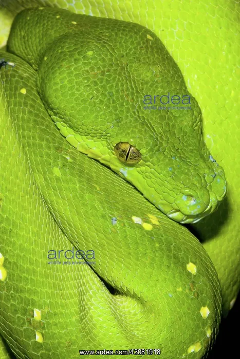 : Green Tree Python : Green Tree Python