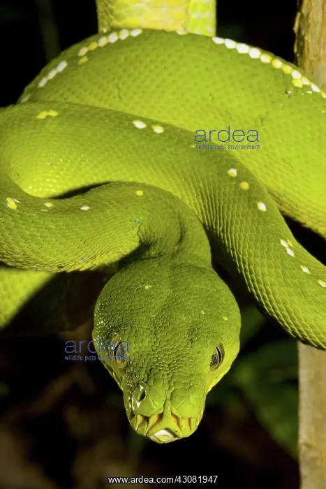: Green Tree Python : Green Tree Python