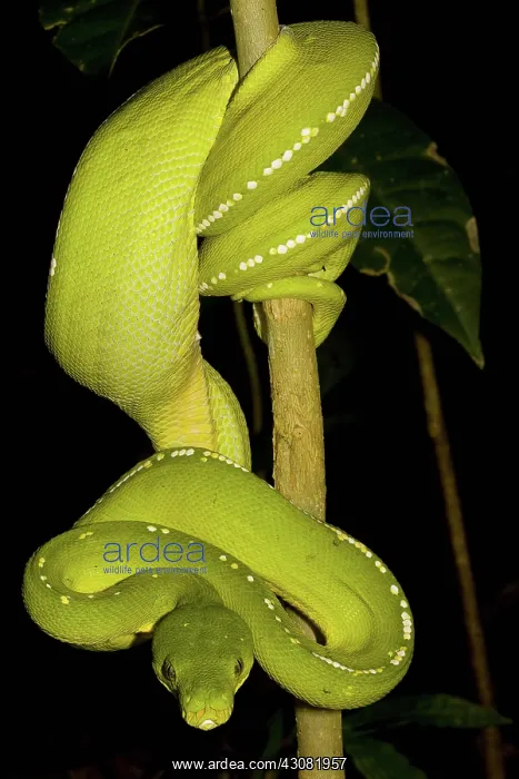 : Green Tree Python : Green Tree Python