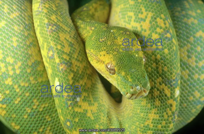: Green Tree Python : Green Tree Python