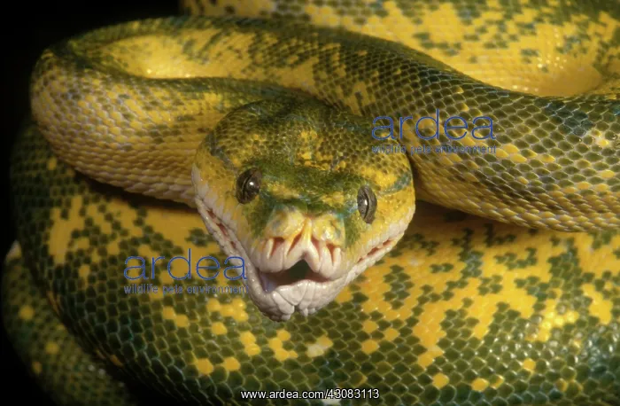 : Green Tree Python : Green Tree Python