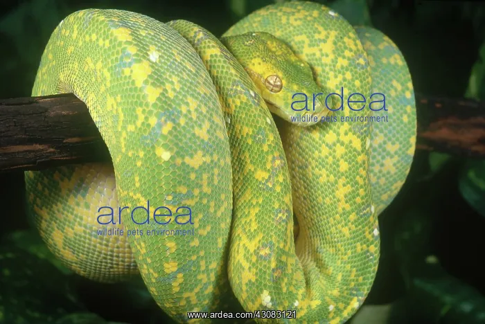 : Green Tree Python : Green Tree Python