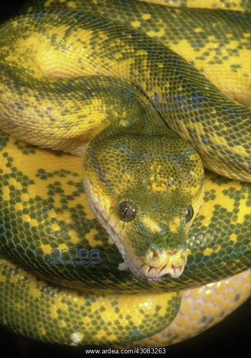 : Green Tree Python : Green Tree Python