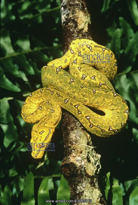 : Green tree python : Green tree python