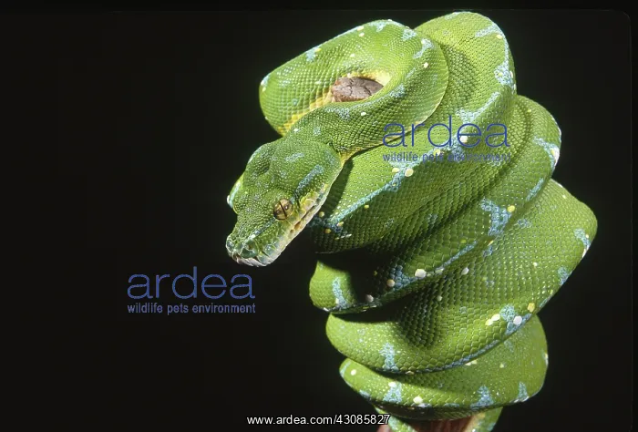 : Green tree python : Green tree python