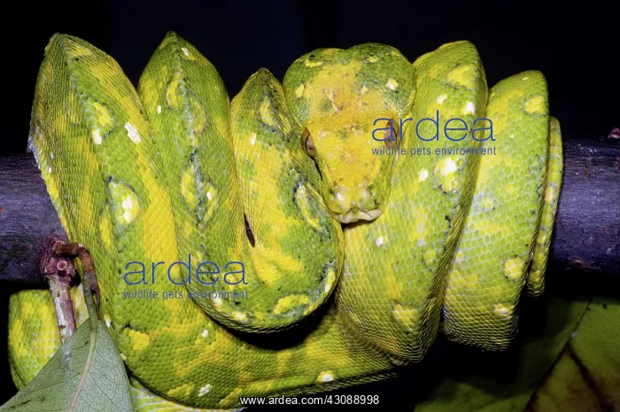 : Green Tree Python : Green Tree Python