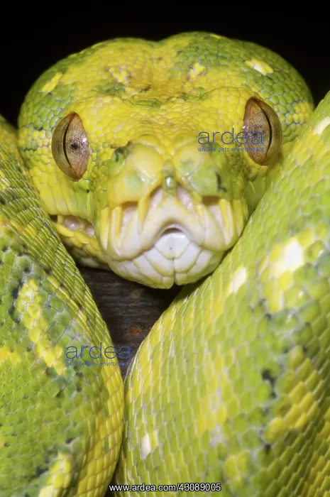 : Green Tree Python : Green Tree Python