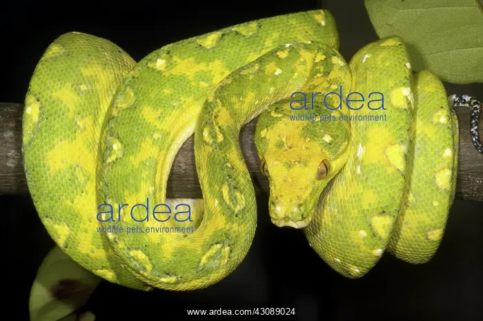 : Green Tree Python : Green Tree Python