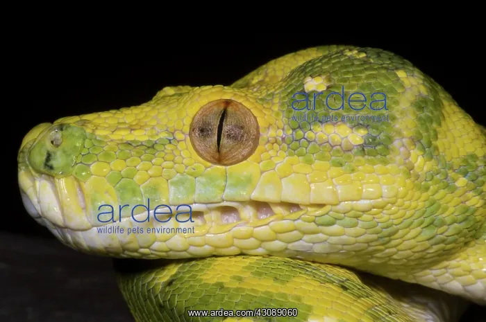 : Green Tree Python : Green Tree Python