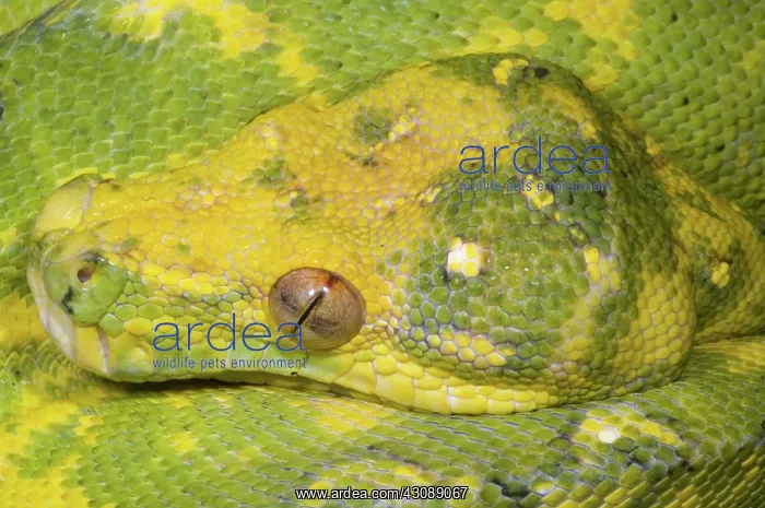 : Green Tree Python : Green Tree Python