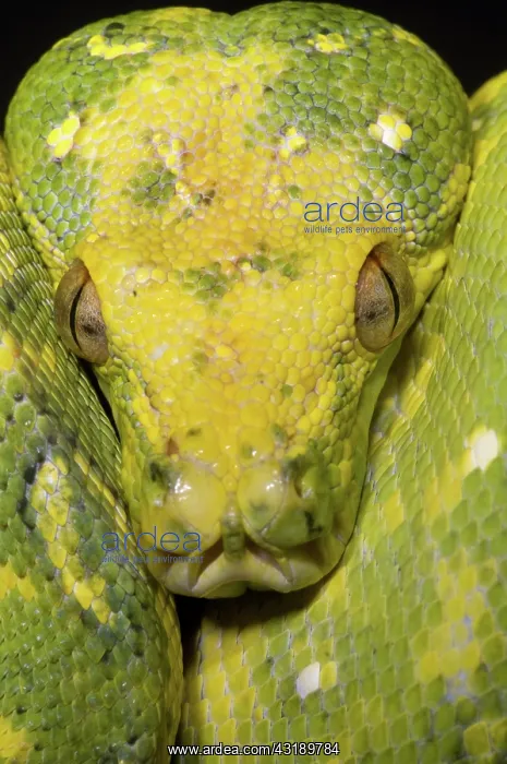 : Green Tree Python : Green Tree Python