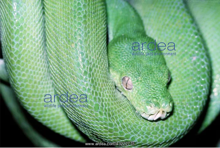 : GREEN TREE PYTHON : GREEN TREE PYTHON