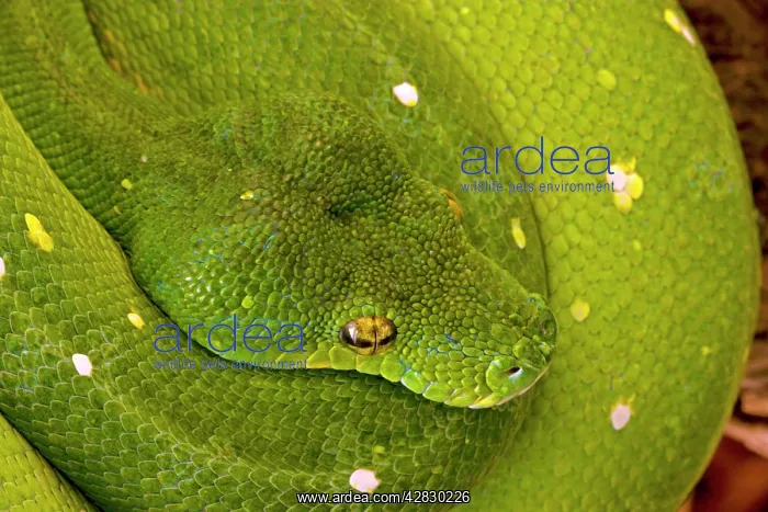 : Green Tree Python - arboreal : Green Tree Python - arboreal