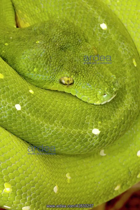 : Green Tree Python - arboreal : Green Tree Python - arboreal