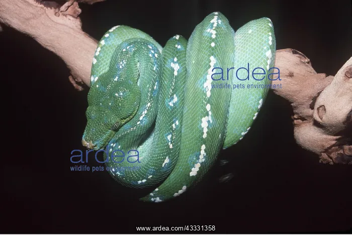 : GREEN TREE PYTHON - around branch : GREEN TREE PYTHON - around branch