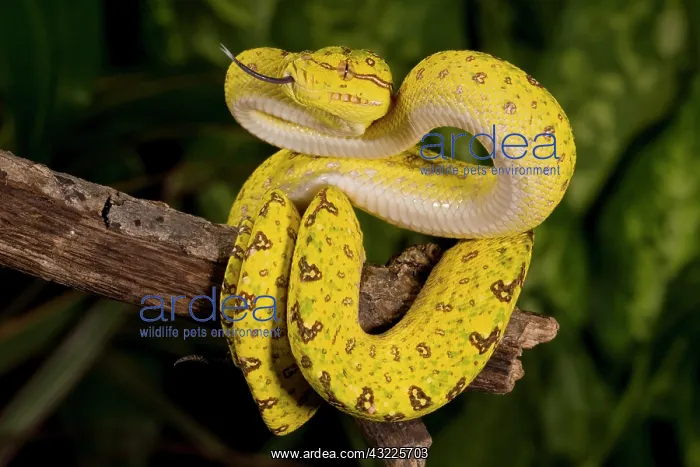 : Green Tree Python (Captive) Morelia (Chondropython) : Green Tree Python (Captive) Morelia (Chondropython)