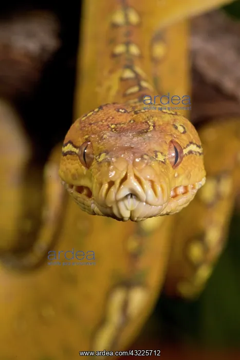 : Green Tree Python (Captive) Morelia (Chondropython) : Green Tree Python (Captive) Morelia (Chondropython)